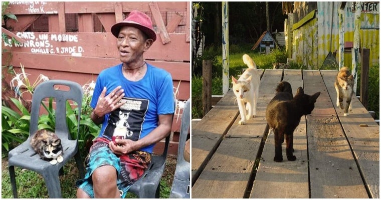 Calling All Cat Lovers! We Found Out That There Is A Meow Island In Pahang - World Of Buzz 19