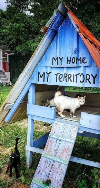 Calling All Cat Lovers! We Found Out That There Is A Meow Island In Pahang - WORLD OF BUZZ 1