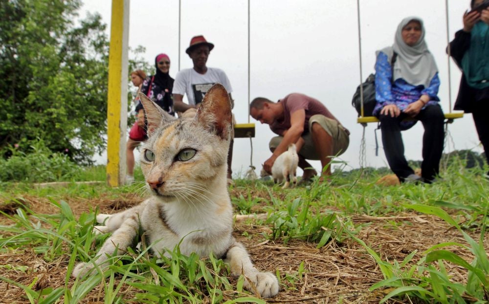 Calling All Cat Lovers! We Found Out That There Is A Meow Island In Pahang - WORLD OF BUZZ 8