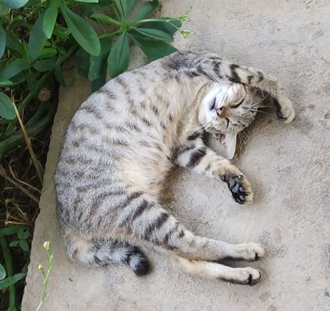 Calling All Cat Lovers! We Found Out That There Is A Meow Island In Pahang - World Of Buzz