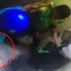 Cctv Footage Shows Scary Robbery Inside A Lift In Shah Alam - World Of Buzz 3