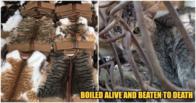 China Has Not Only Been Eating Cats But They Have Been Trading The furs as well - WORLD OF BUZZ 11