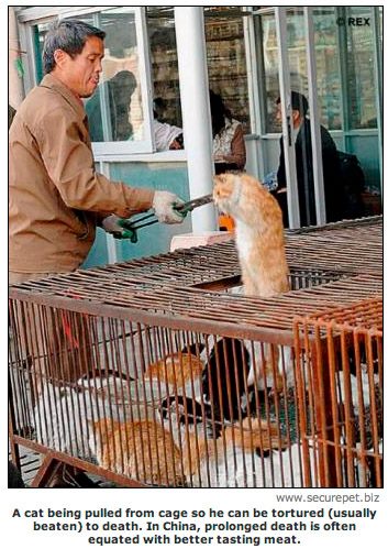 China Has Not Only Been Eating Cats But They Have Been Trading The Furs As Well - World Of Buzz 5
