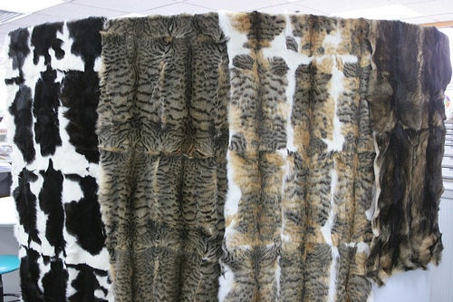 China Has Not Only Been Eating Cats But They Have Been Trading The furs as well - WORLD OF BUZZ 7