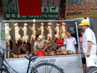 China Has Not Only Been Eating Cats But They Have Been Trading The furs as well - WORLD OF BUZZ 8