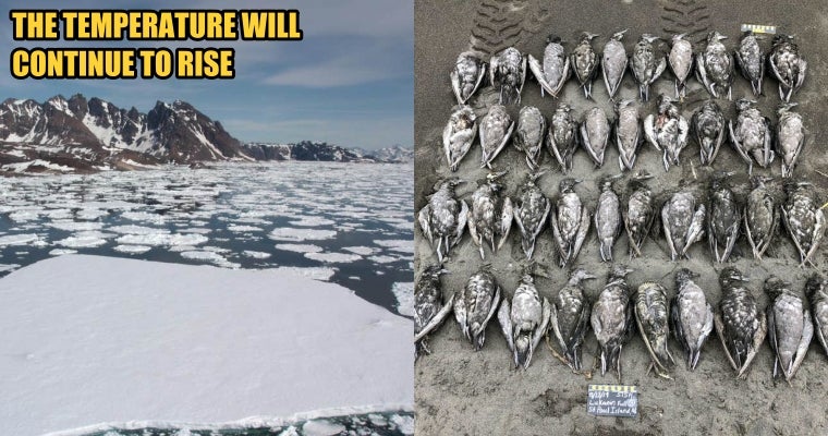 Climatologist: Fish &Amp; Seabirds Are Dying, And 2019 Is The Warmest Year On Record - World Of Buzz 5