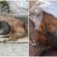 Cute Cat &Amp; Dog Best Friends Found Cruelly Poisoned To Death By Unknown Assailant - World Of Buzz