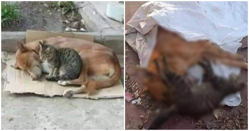 Cute Cat & Dog Best Friends Found Cruelly Poisoned To Death By Unknown Assailant - WORLD OF BUZZ