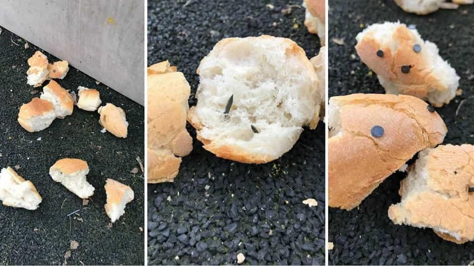 Dog Fed With Bread And Sausage Containing Nails And Needles By Cruel Individuals - WORLD OF BUZZ 3