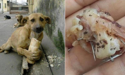 Dog Fed With Bread And Sausage Containing Nails And Needles By Cruel Individuals - World Of Buzz 5