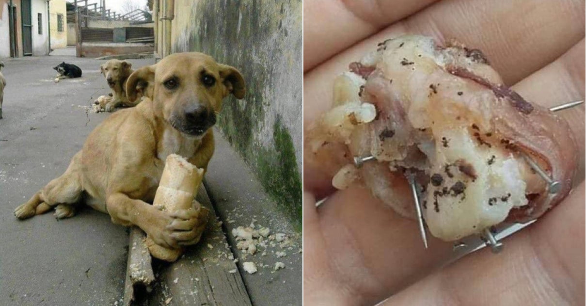 Dog Fed With Bread And Sausage Containing Nails And Needles By Cruel Individuals - World Of Buzz 5