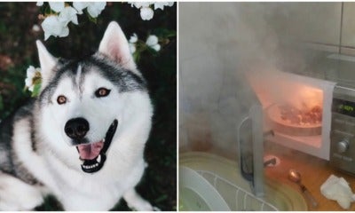 Dog Turns On Microwave &Amp; Accidentally Starts A Fire After Being Left Home Alone - World Of Buzz 2