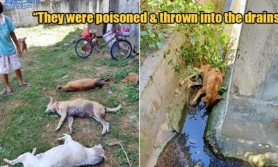 Five Neutered Dogs Were Mercilessly Poisoned &Amp; Thrown Into The Drains In Perak - World Of Buzz