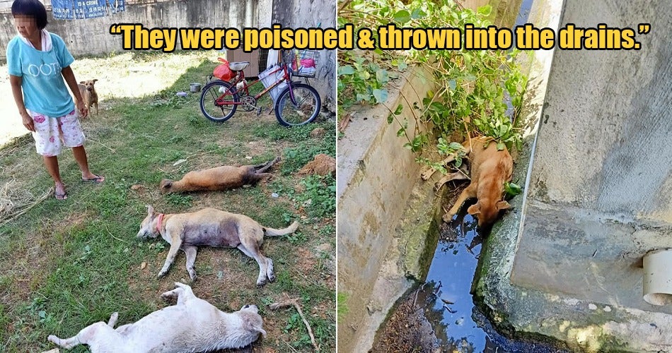 Five Neutered Dogs Were Mercilessly Poisoned &Amp; Thrown Into The Drains In Perak - World Of Buzz