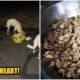 Generous Man Cooks A Warm Feast For The Stray Dogs So That They Don'T Get Cold From The Weather - World Of Buzz