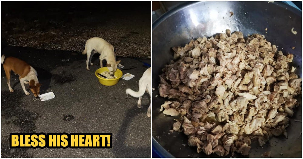 Generous Man Cooks A Warm Feast For The Stray Dogs So That They Don'T Get Cold From The Weather - World Of Buzz