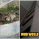 Heartbreaking: Mother Cat Grieves After Kittens Were Thrown From 9Th Floor - World Of Buzz