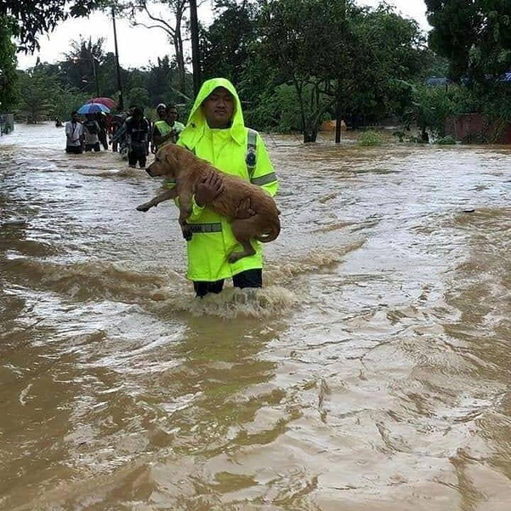 Heartwarming Photos Show Rescue Team Saving Helpless Pets During M'sian Flash Floods - WORLD OF BUZZ 2