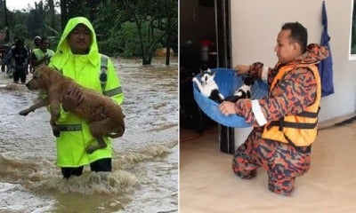 Heartwarming Photos Show Rescue Team Saving Helpless Pets During M'Sian Flash Floods - World Of Buzz 3