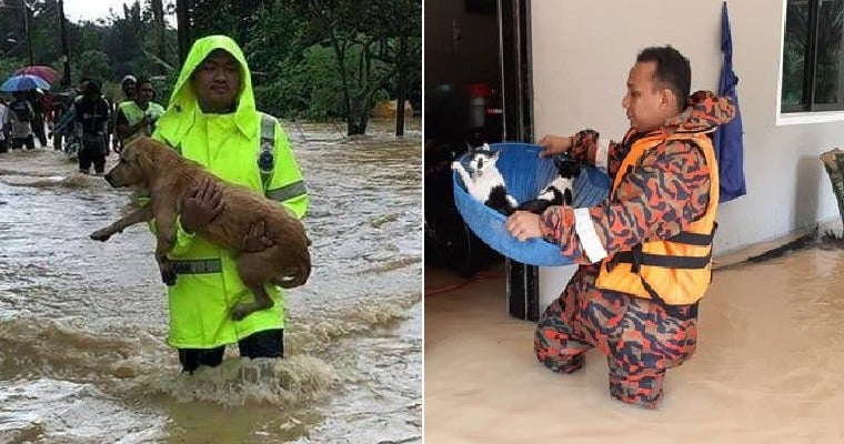 Heartwarming Photos Show Rescue Team Saving Helpless Pets During M'sian Flash Floods - World Of Buzz 3
