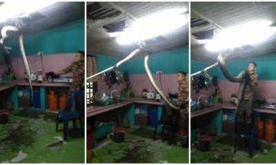 Huge Reticulated Python Was Extracted From A Ceiling In A Felda Home By Bomba - World Of Buzz 1