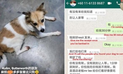 &Quot;I'M Left Heartbroken,&Quot; Says M'Sian Girl Who Almost Got Scammed By Man Who 'Found' Her Dog - World Of Buzz