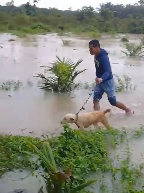 Kind M'sian Man Saves Poor Doggo Abandoned in Middle of Flooded Field - WORLD OF BUZZ 2