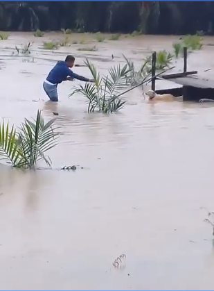 Kind M'sian Man Saves Poor Doggo Abandoned In Middle Of Flooded Field - World Of Buzz