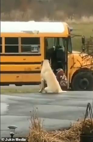 Loyal &Amp; Clever Doggo Waits For Kids To Go Into The Bus Every Morning Before Leaving - World Of Buzz 1