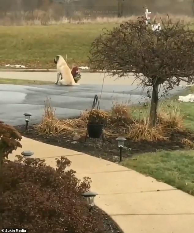 Loyal & Clever Doggo Waits For Kids To Go Into The Bus Every Morning Before Leaving - WORLD OF BUZZ 2
