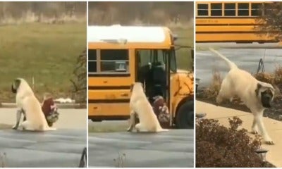 Loyal &Amp; Clever Doggo Waits For Kids To Go Into The Bus Every Morning Before Leaving - World Of Buzz 3