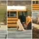 Loyal &Amp; Clever Doggo Waits For Kids To Go Into The Bus Every Morning Before Leaving - World Of Buzz 3
