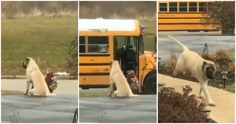 Loyal & Clever Doggo Waits For Kids To Go Into The Bus Every Morning Before Leaving - WORLD OF BUZZ 3