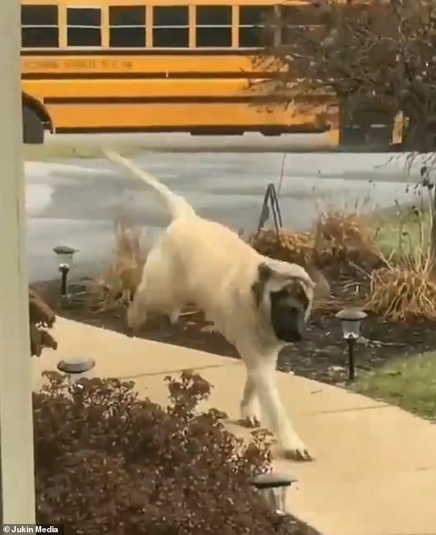 Loyal &Amp; Clever Doggo Waits For Kids To Go Into The Bus Every Morning Before Leaving - World Of Buzz