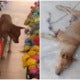 Mummy Dog In N.sembilan'S Leg Was So Rotten, Only Bones Remained; Gets Rescued By 3 Kind Souls - World Of Buzz