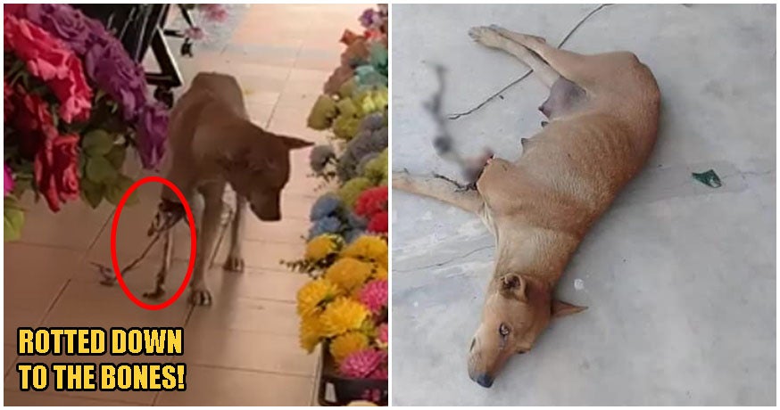 Mummy Dog In N.Sembilan's Leg Was So Rotten, Only Bones Remained; Gets Rescued By 3 Kind Souls - WORLD OF BUZZ