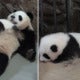 Adorable Video Shows Mama Panda Wiggling Her Tummy To Rock Baby Panda To Sleep - World Of Buzz