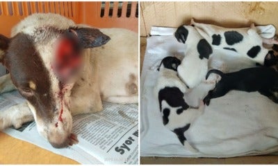 Sabah Dog Was Cruelly Slashed &Amp; Left To Bleed While Feeding Her 5 Newborn Puppies - World Of Buzz