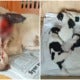 Sabah Dog Was Cruelly Slashed &Amp; Left To Bleed While Feeding Her 5 Newborn Puppies - World Of Buzz