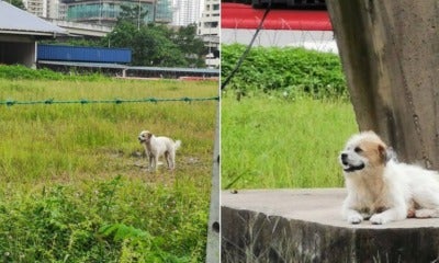 Sad Doggo Wasn'T Actually Abandoned, Caretaker Said It'S Well-Fed &Amp; Loves To Loiter - World Of Buzz