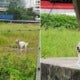 Sad Doggo Wasn'T Actually Abandoned, Caretaker Said It'S Well-Fed &Amp; Loves To Loiter - World Of Buzz