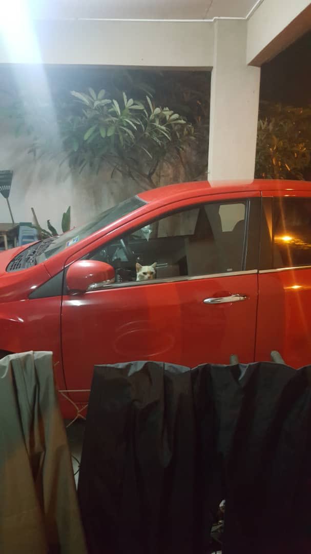 Smart M'sian Kitty Gets Trapped In Neighbour's Car, Turns On Hazard Lights To Attract Attention - World Of Buzz