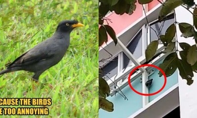 S'Porean Woman Hangs A Live Mynah Bird Outside The Window Because She'S Been Bothered For 30 Years - World Of Buzz 3