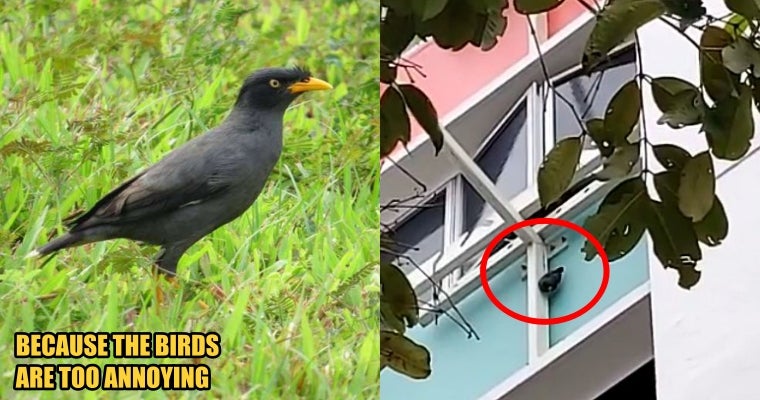 S'Porean Woman Hangs A Live Mynah Bird Outside The Window Because She'S Been Bothered For 30 Years - World Of Buzz 3