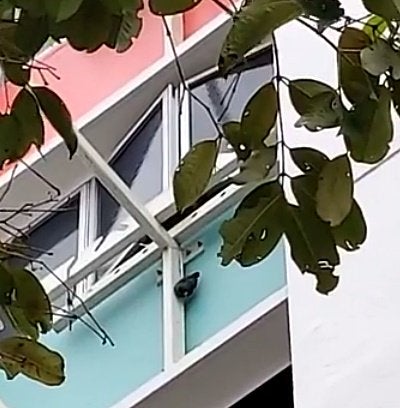 S'porean Woman Hangs a Live Mynah Bird Outside the Window Because She's Been Bothered for 30 Years - WORLD OF BUZZ