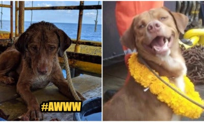 Stranded Doggo In The Middle Of Ocean Was Saved By Brave Offshore Workers - World Of Buzz 1