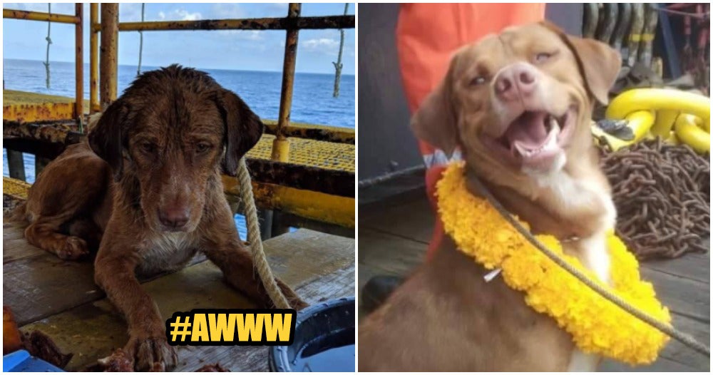 Stranded Doggo In The Middle Of Ocean Was Saved By Brave Offshore Workers - WORLD OF BUZZ 1