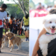 This Event In M'Sia Has Over 700 Cute Doggos &Amp; Is Held In Conjunction With An Amazing Cause! - World Of Buzz