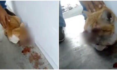 Video: Stray Cat In Pj Found With Its Eyes Horrifically Gouged Out By Cruel Unknown Person - World Of Buzz