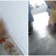 Video: Stray Cat In Pj Found With Its Eyes Horrifically Gouged Out By Cruel Unknown Person - World Of Buzz